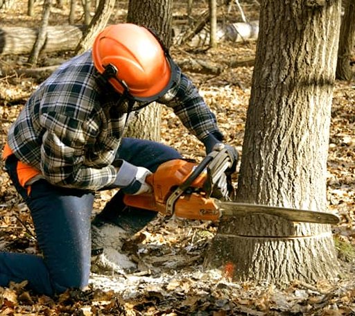 Tree Removal in Swiss, WV